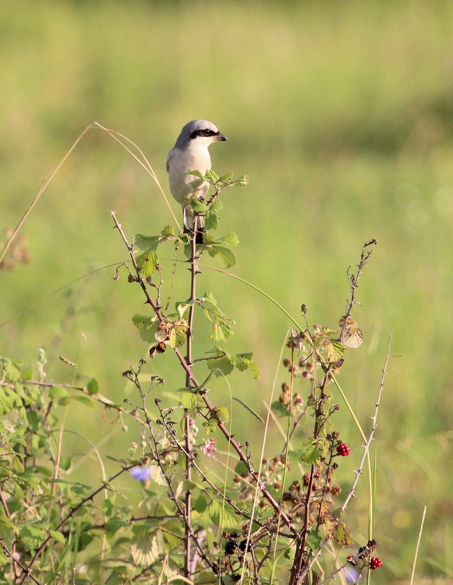 Red-backed Shrike - ML623664643