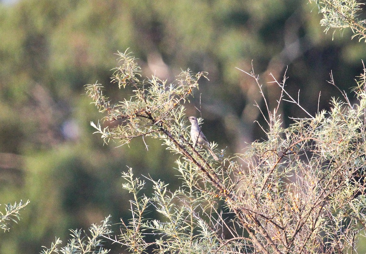 Barred Warbler - ML623664652