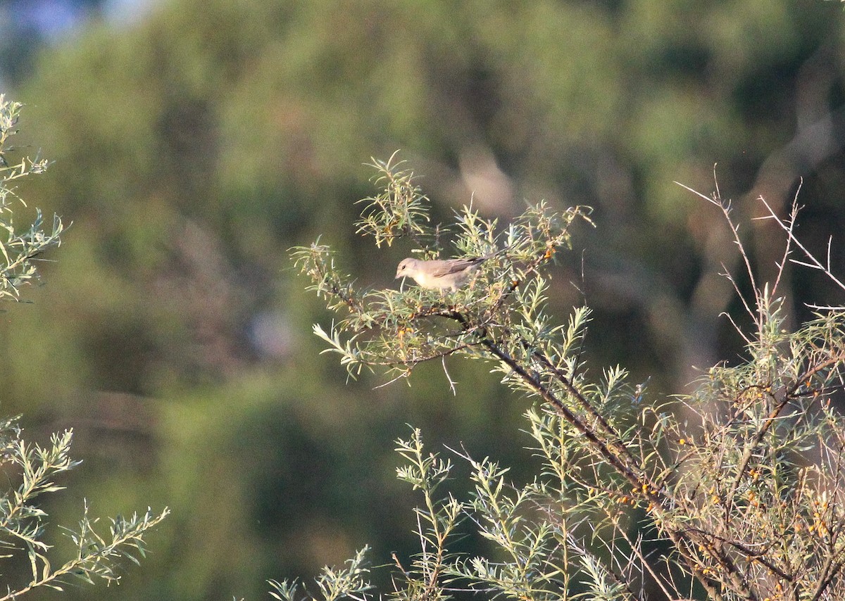 Barred Warbler - ML623664653