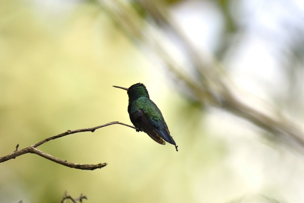 Blue-chinned Sapphire - ML623664654