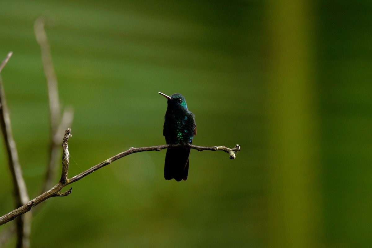 Blue-chinned Sapphire - ML623664655