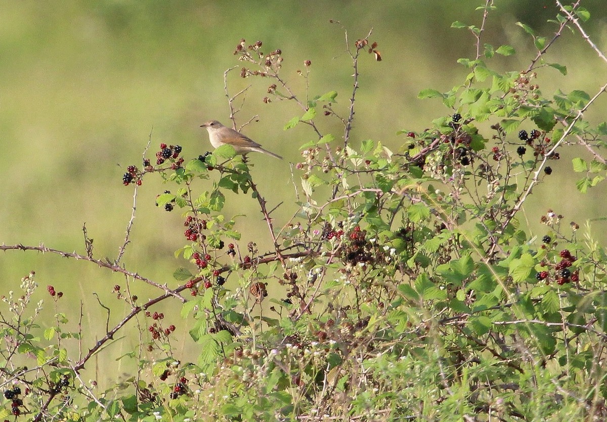 Greater Whitethroat - ML623664660