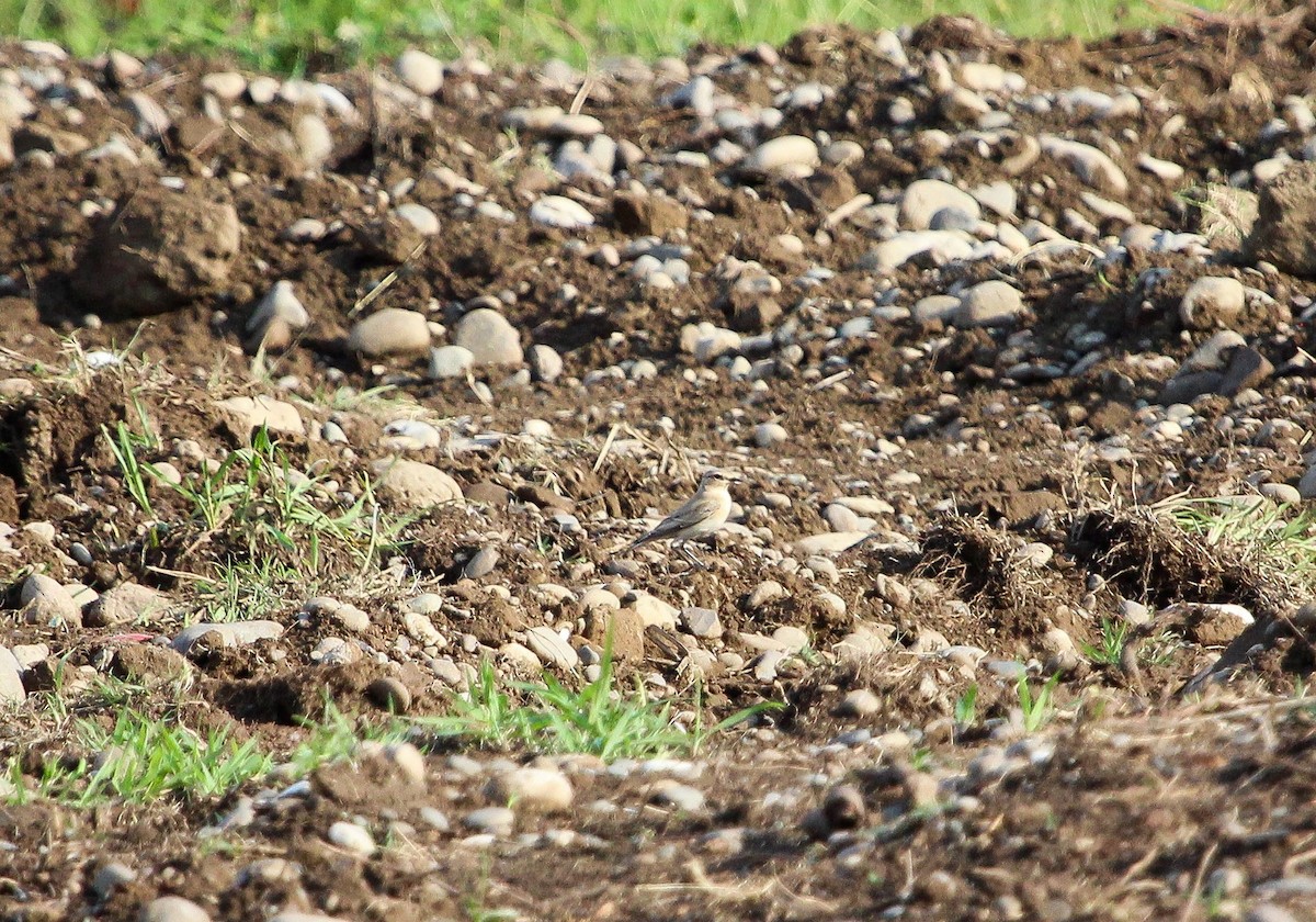 Isabelline Wheatear - ML623664663