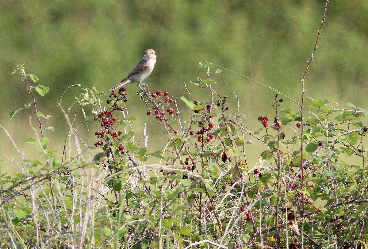 Red-backed Shrike - ML623664668