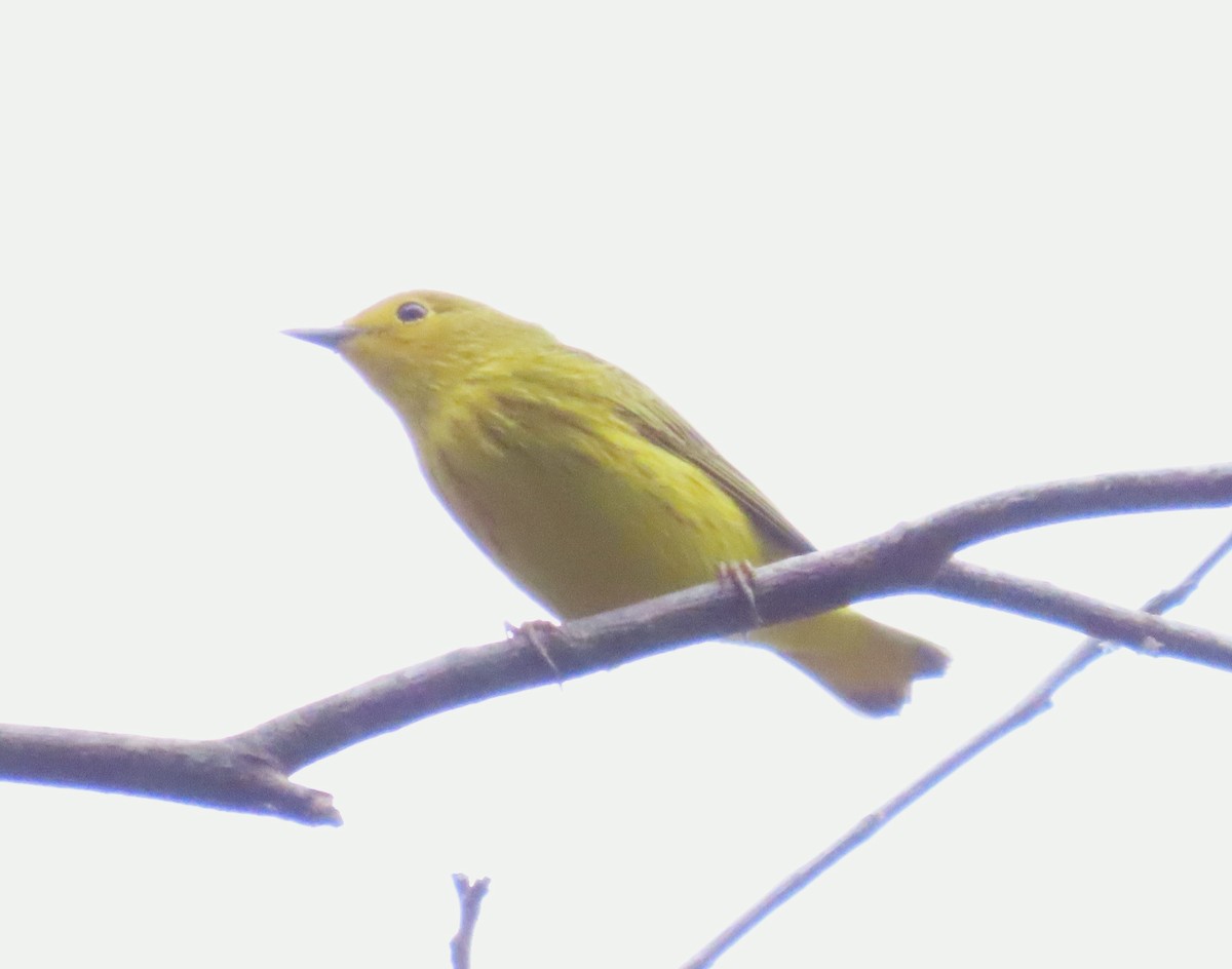Yellow Warbler - ML623664733