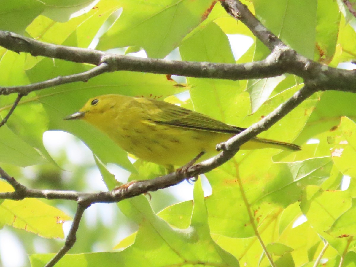 Yellow Warbler - ML623664734
