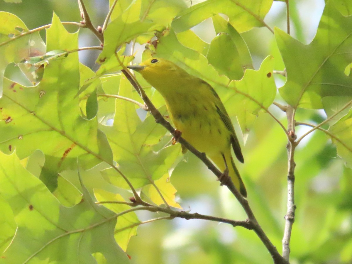 Yellow Warbler - ML623664735
