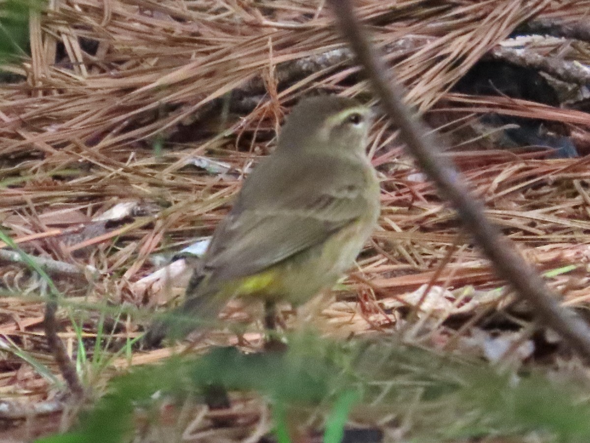 Palm Warbler - ML623664747