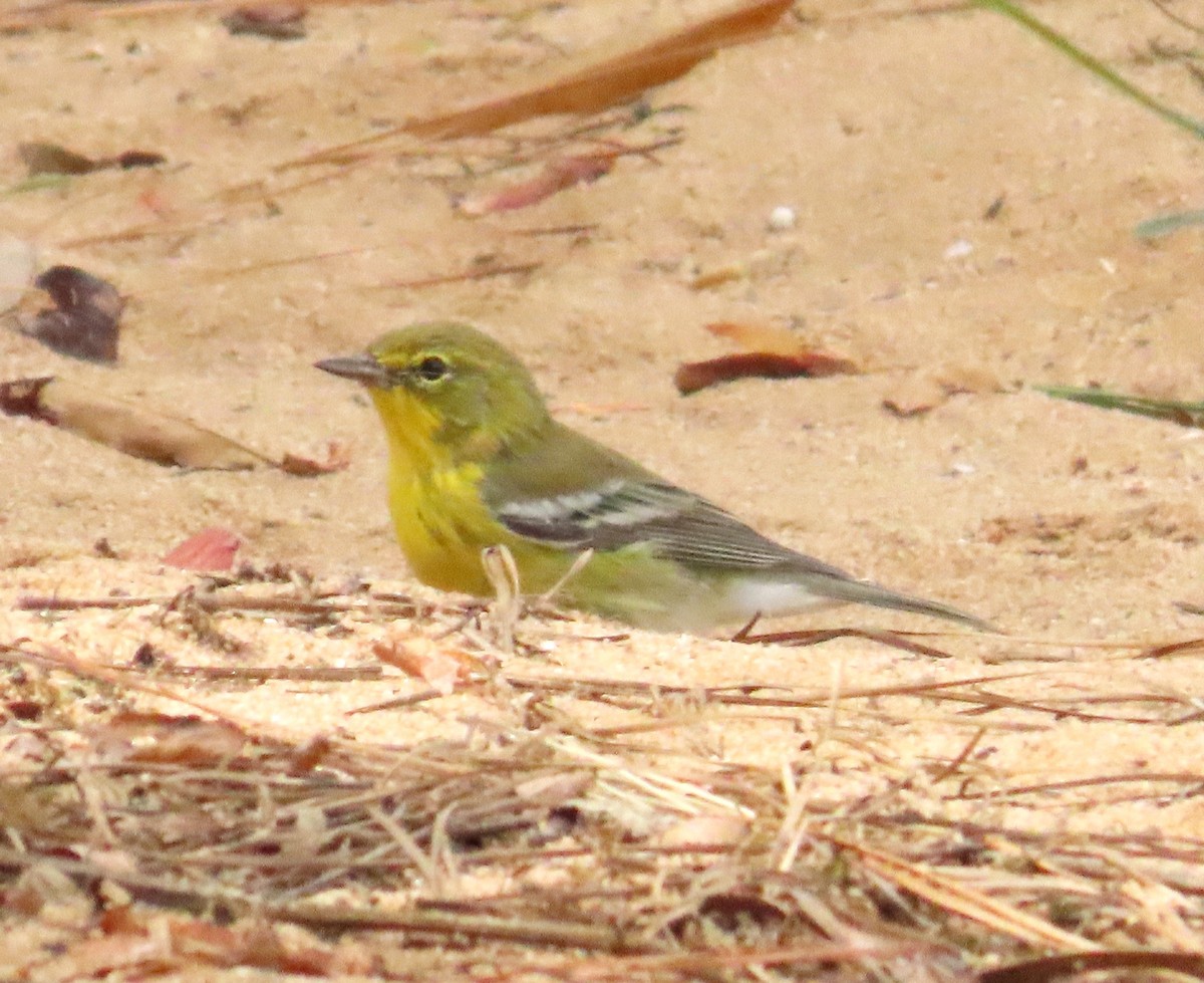 Pine Warbler - ML623664752