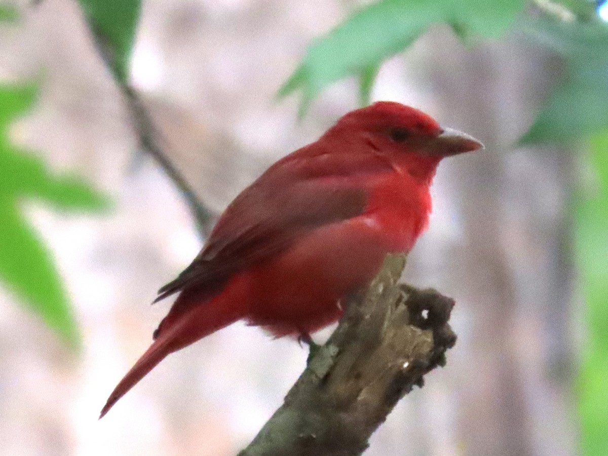 Summer Tanager - ML623664759