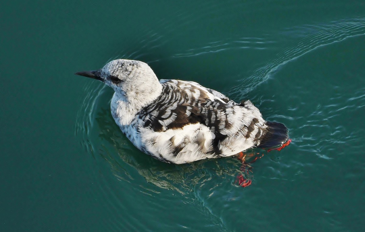 Black Guillemot - ML623664766