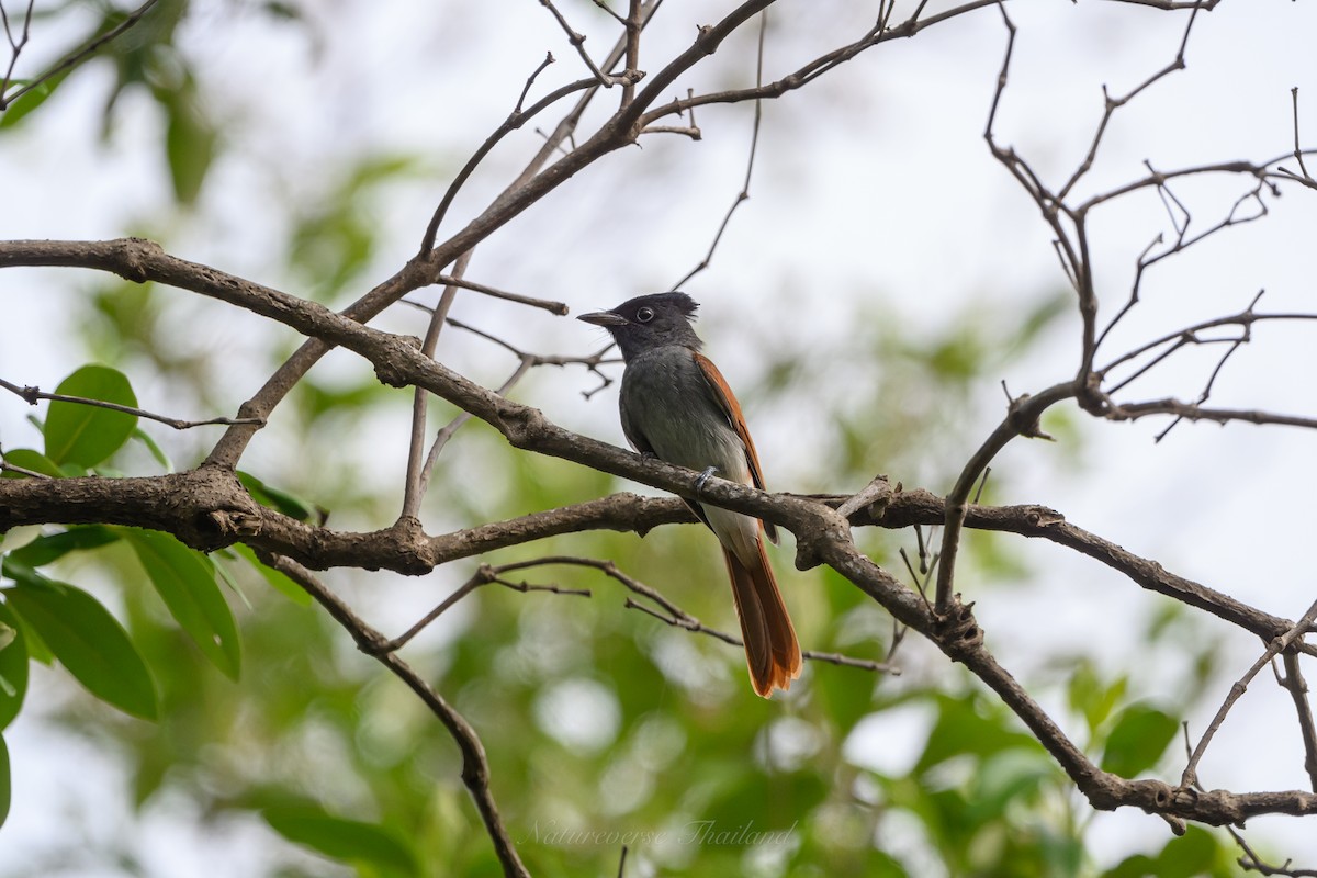 Blyth's Paradise-Flycatcher - ML623664775