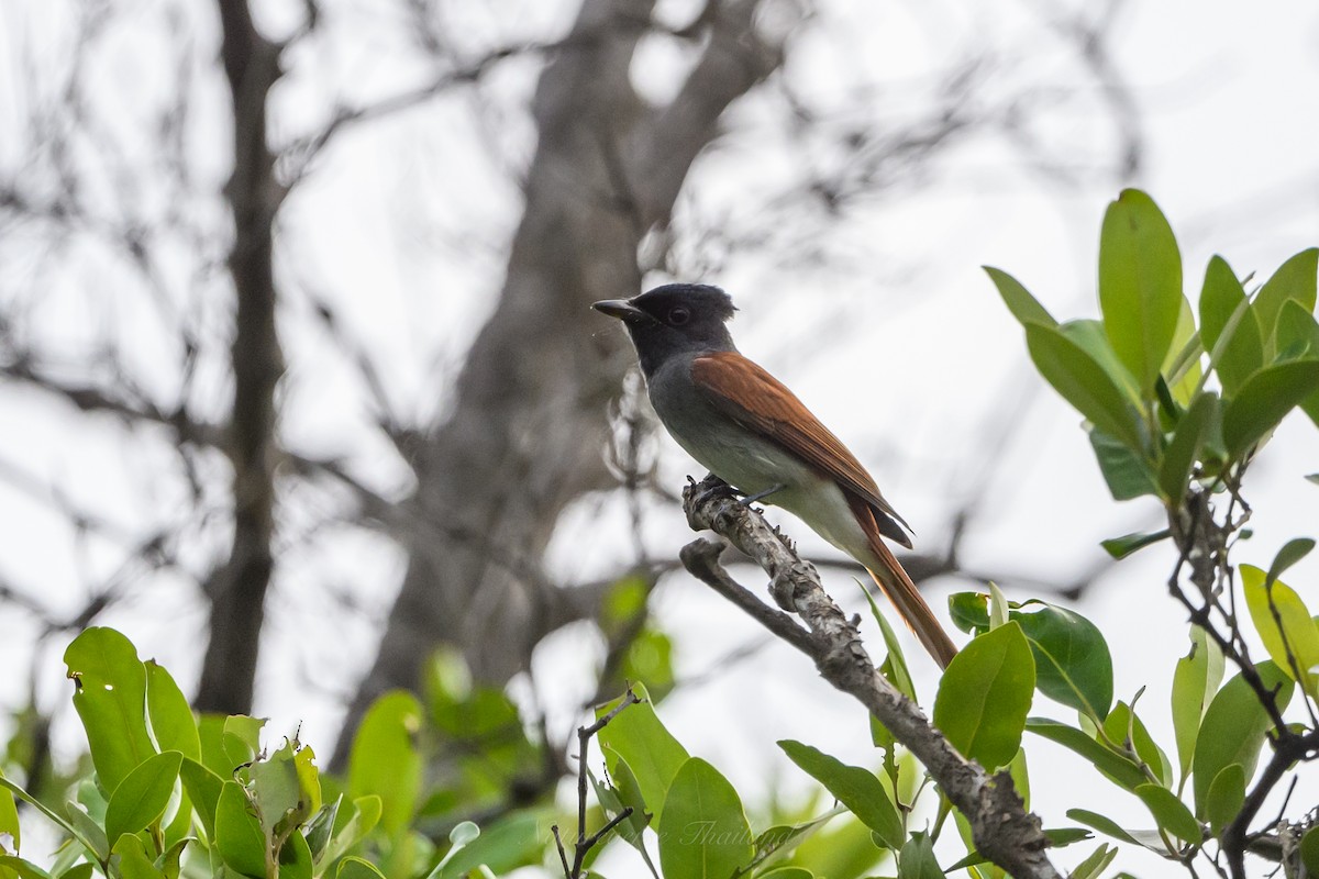 Amur Paradise-Flycatcher - ML623664786