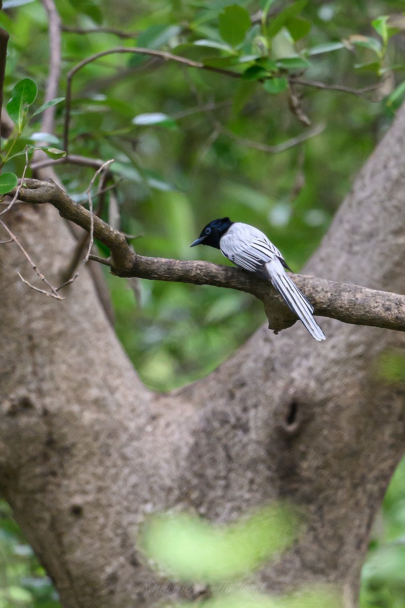 Amur/Blyth's Paradise-Flycatcher - ML623664806