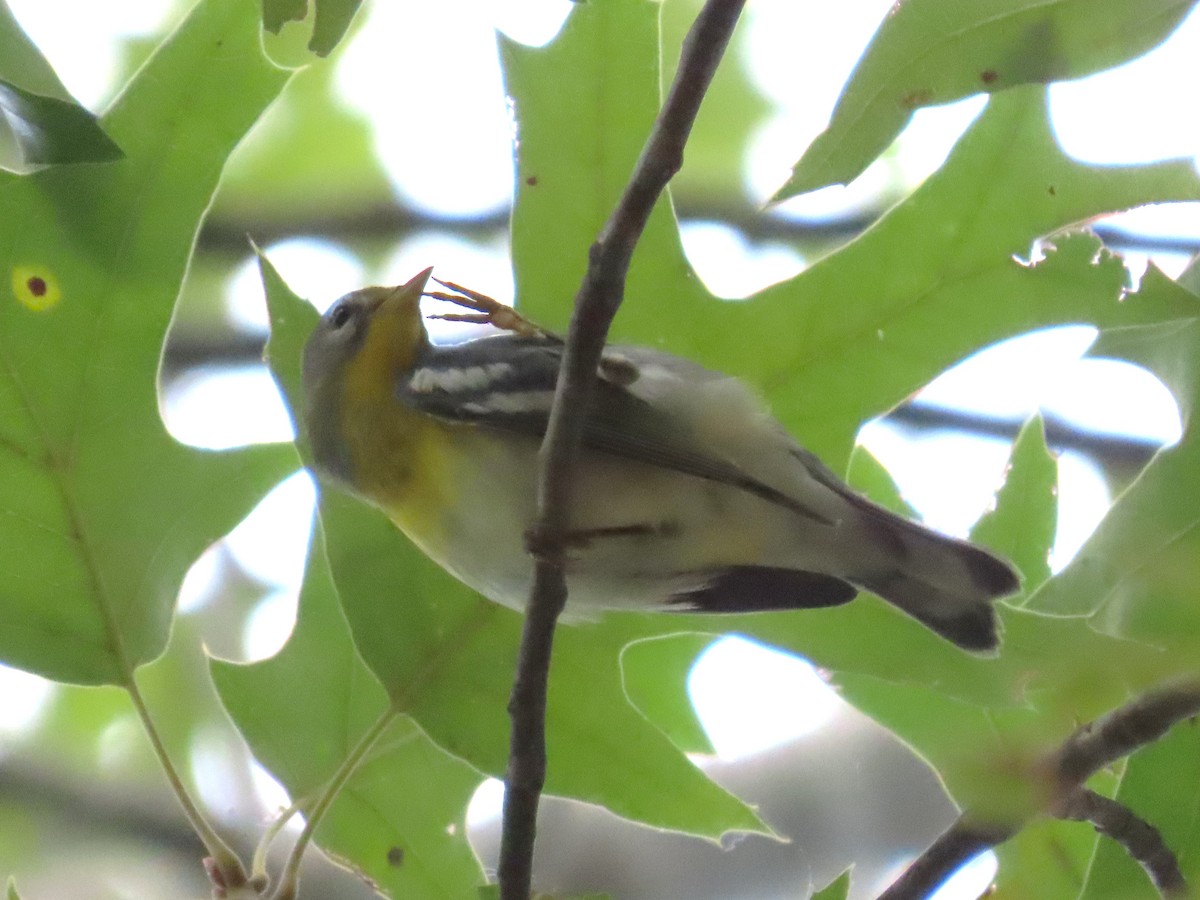 Northern Parula - ML623664825