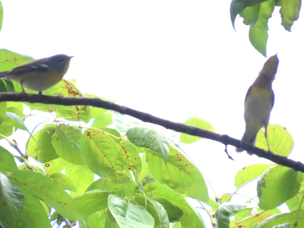 Northern Parula - ML623664826