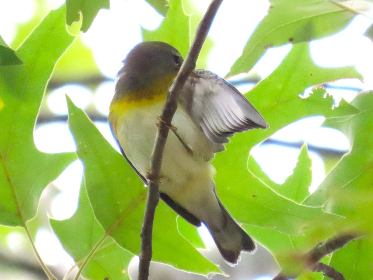 Northern Parula - ML623664827