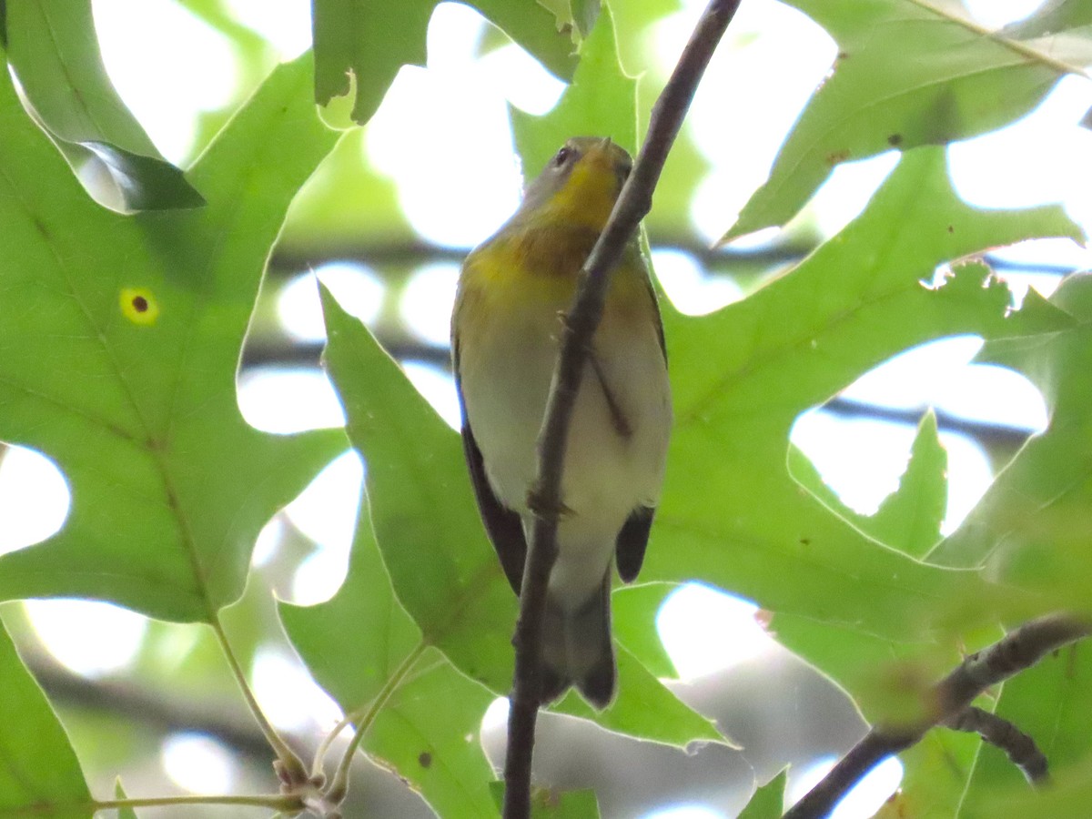 Northern Parula - ML623664829