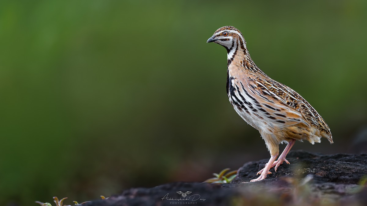 Rain Quail - ML623664832