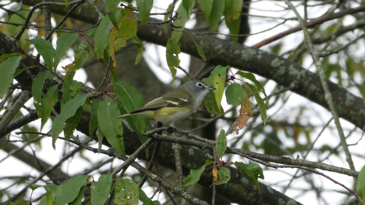 Blue-headed Vireo - Mark Burns