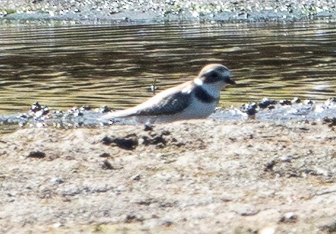 Semipalmated Plover - ML623664894