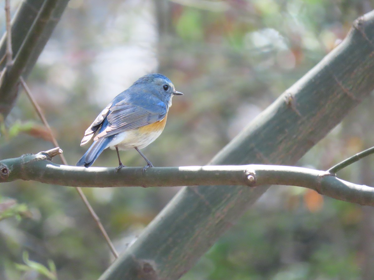 Red-flanked Bluetail - ML623664910