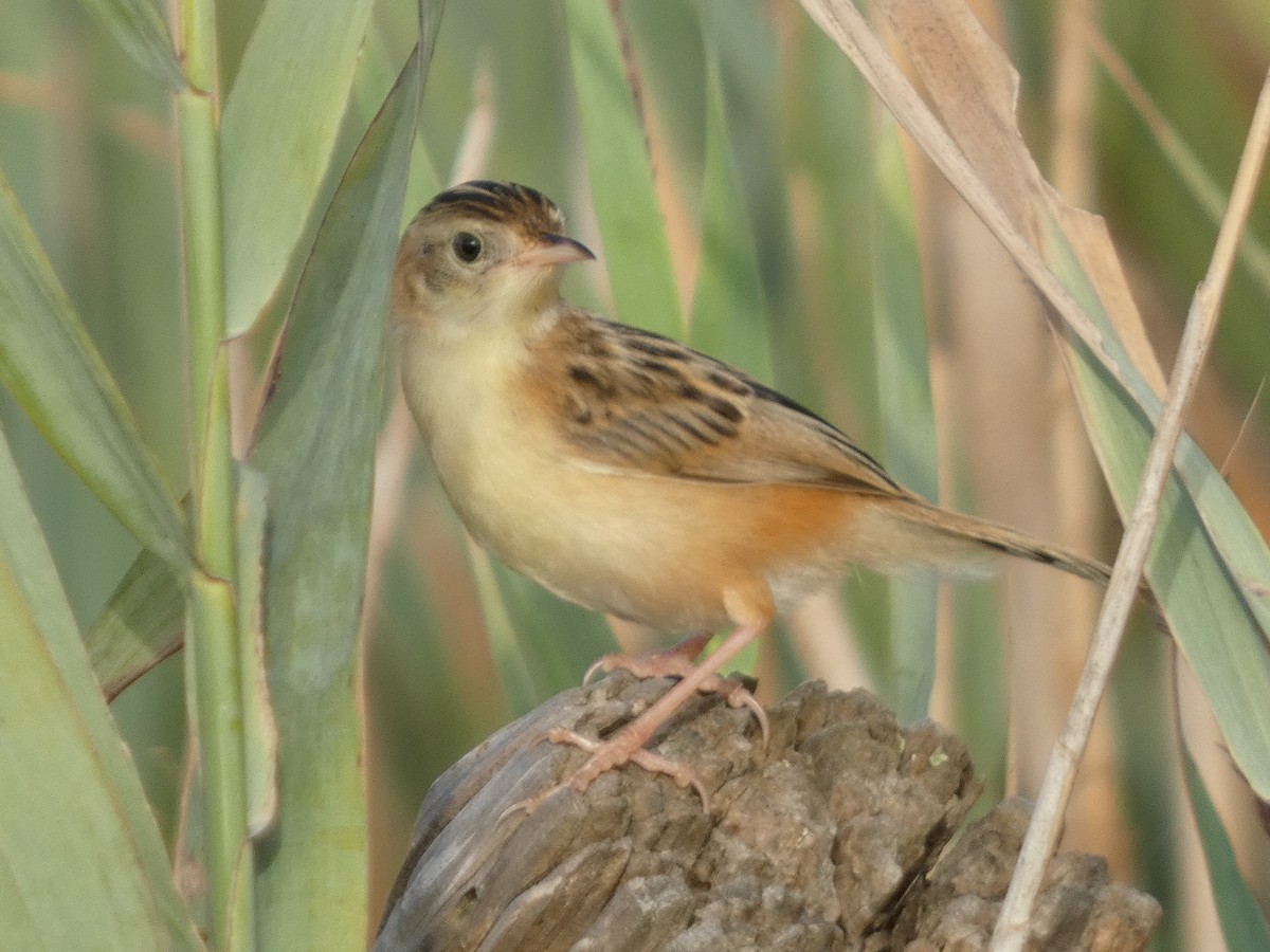 Zitting Cisticola - ML623664940