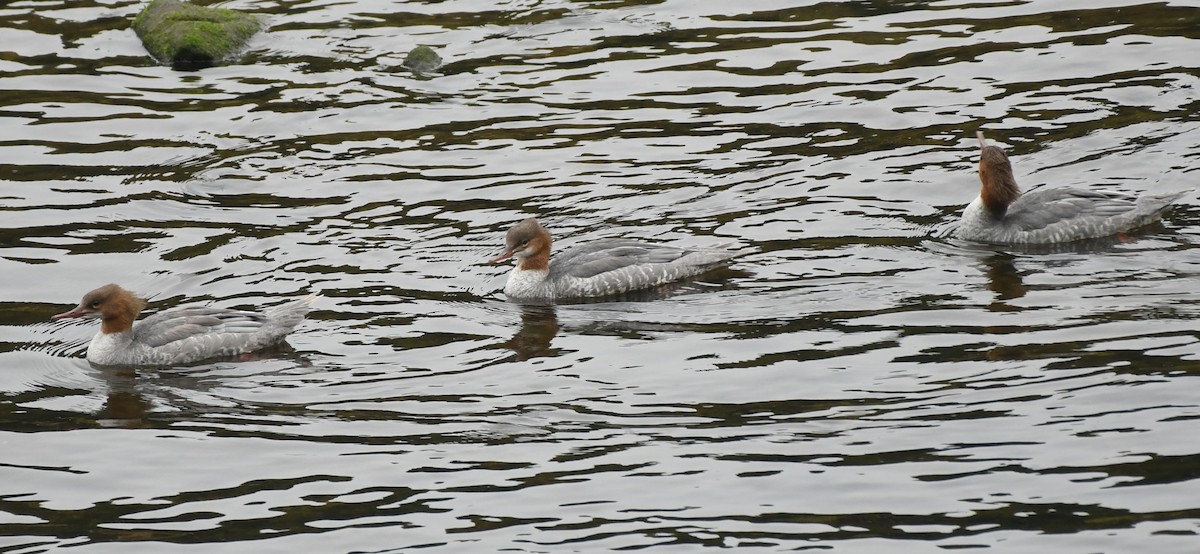 Common Merganser - Rachel Hudson