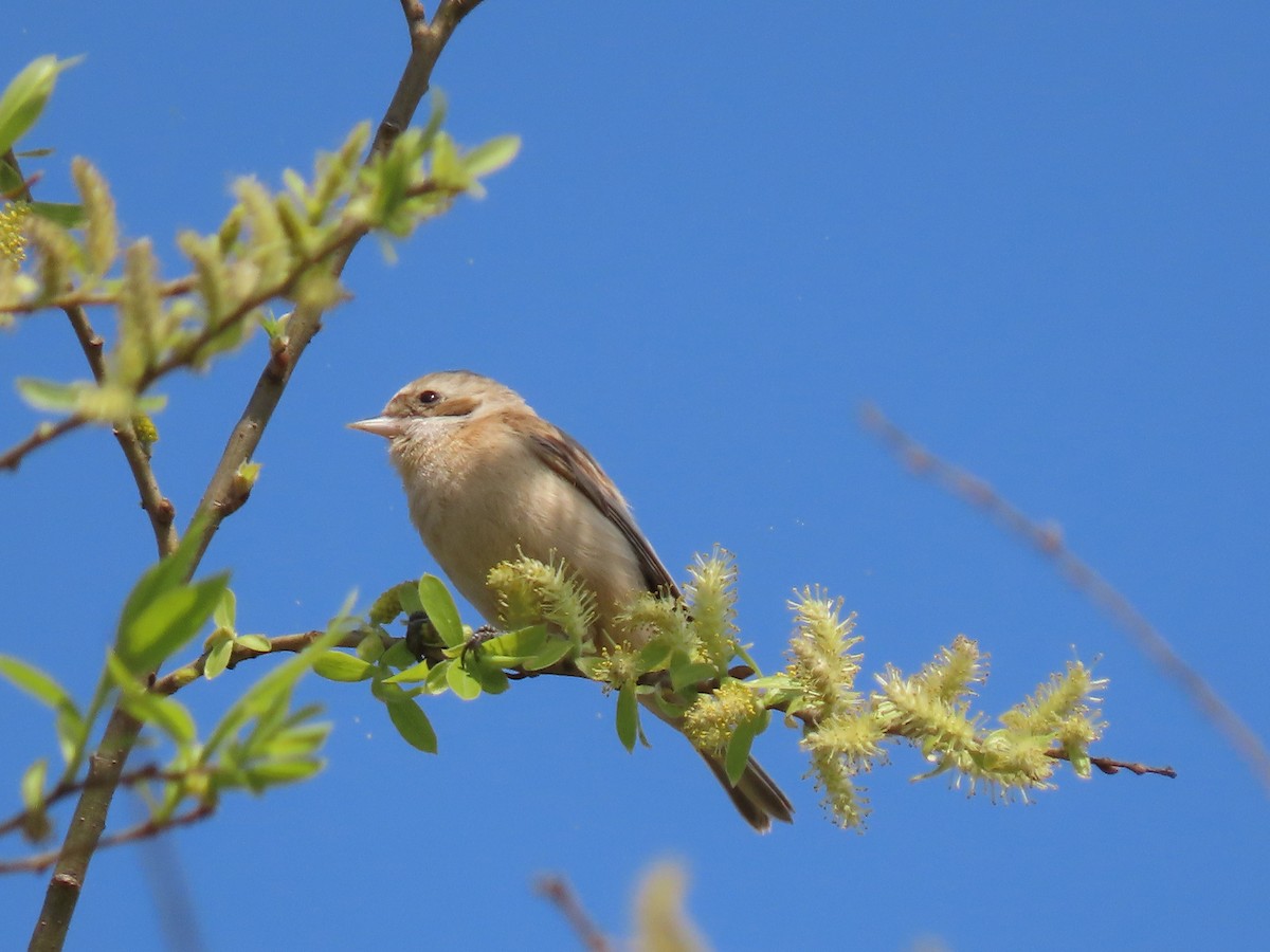 Chinese Penduline-Tit - ML623665012