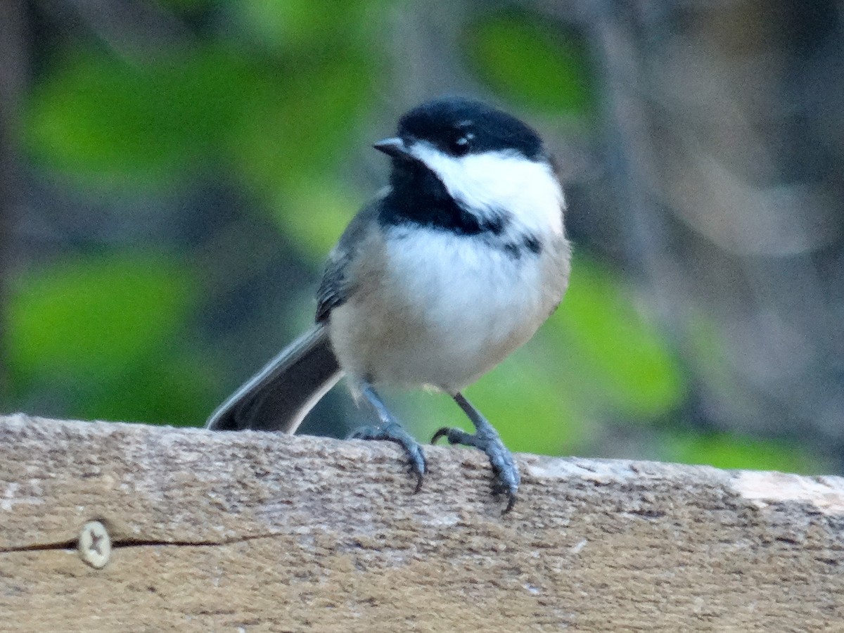 Black-capped Chickadee - ML623665030