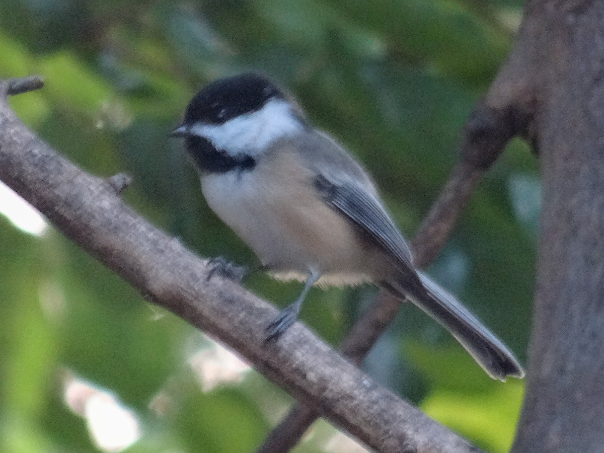 Black-capped Chickadee - ML623665031