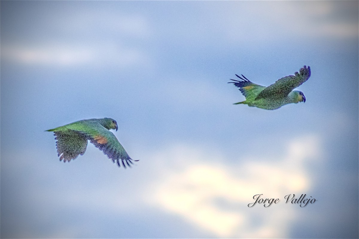 Yellow-crowned Parrot - ML623665066