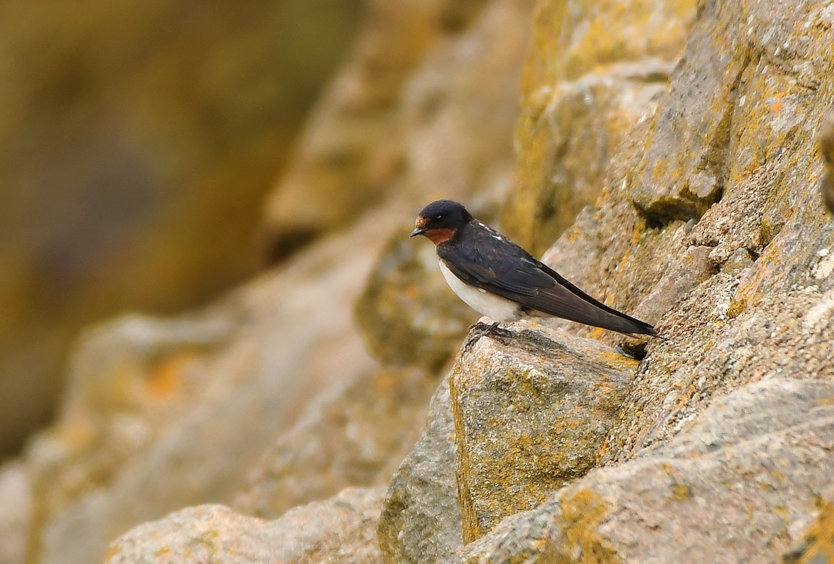 Barn Swallow - Rachel Hudson