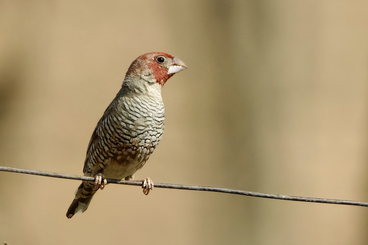 Red-headed Finch - ML623665199