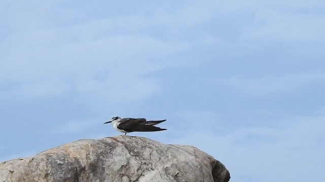 Bridled Tern - ML623665295