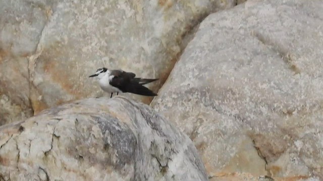 Bridled Tern - ML623665296