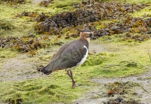 Northern Lapwing - ML623665349