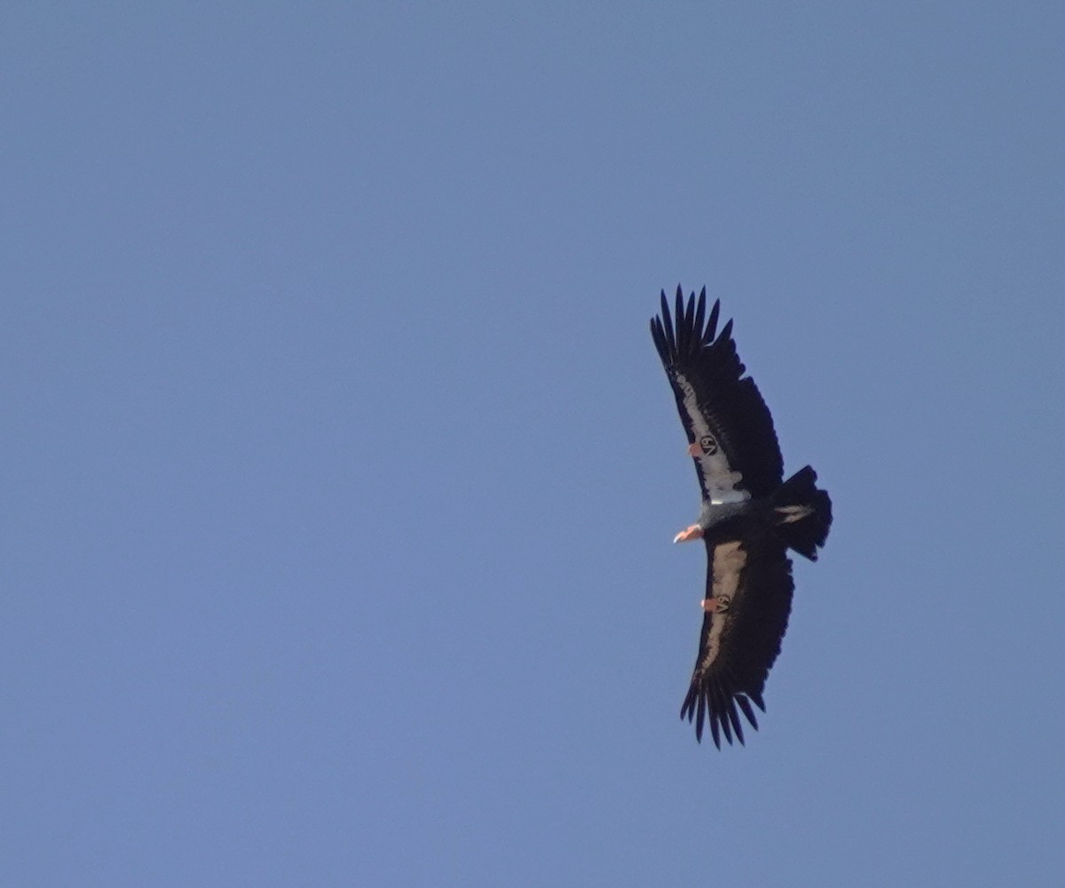 California Condor - ML623665380