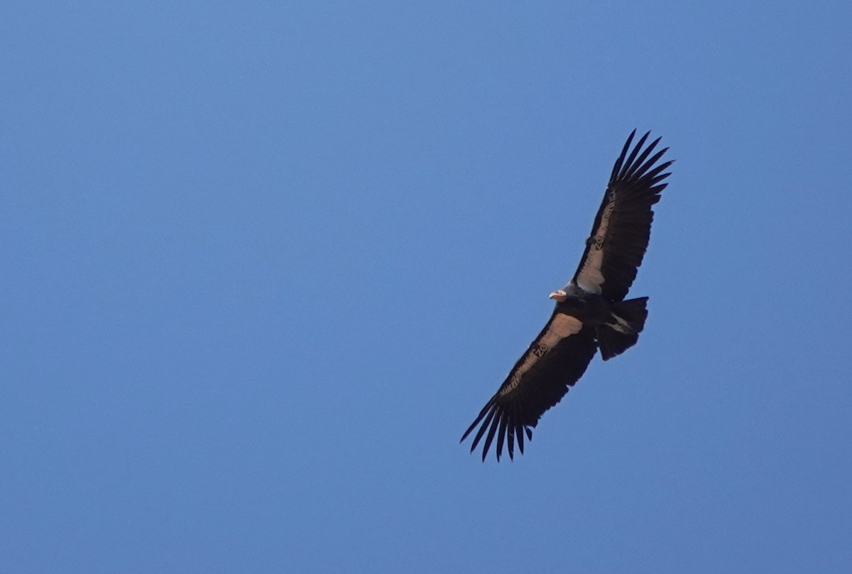 California Condor - ML623665415