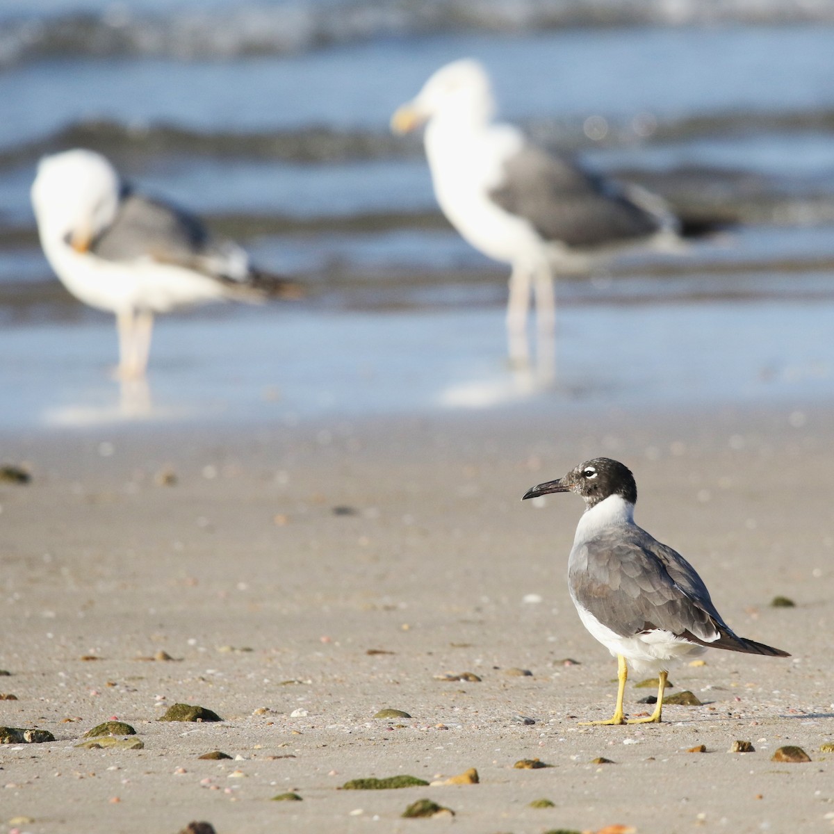 Gaviota Ojiblanca - ML623665455