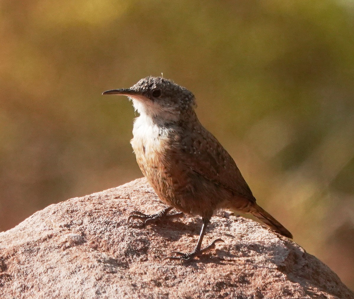 Canyon Wren - ML623665457