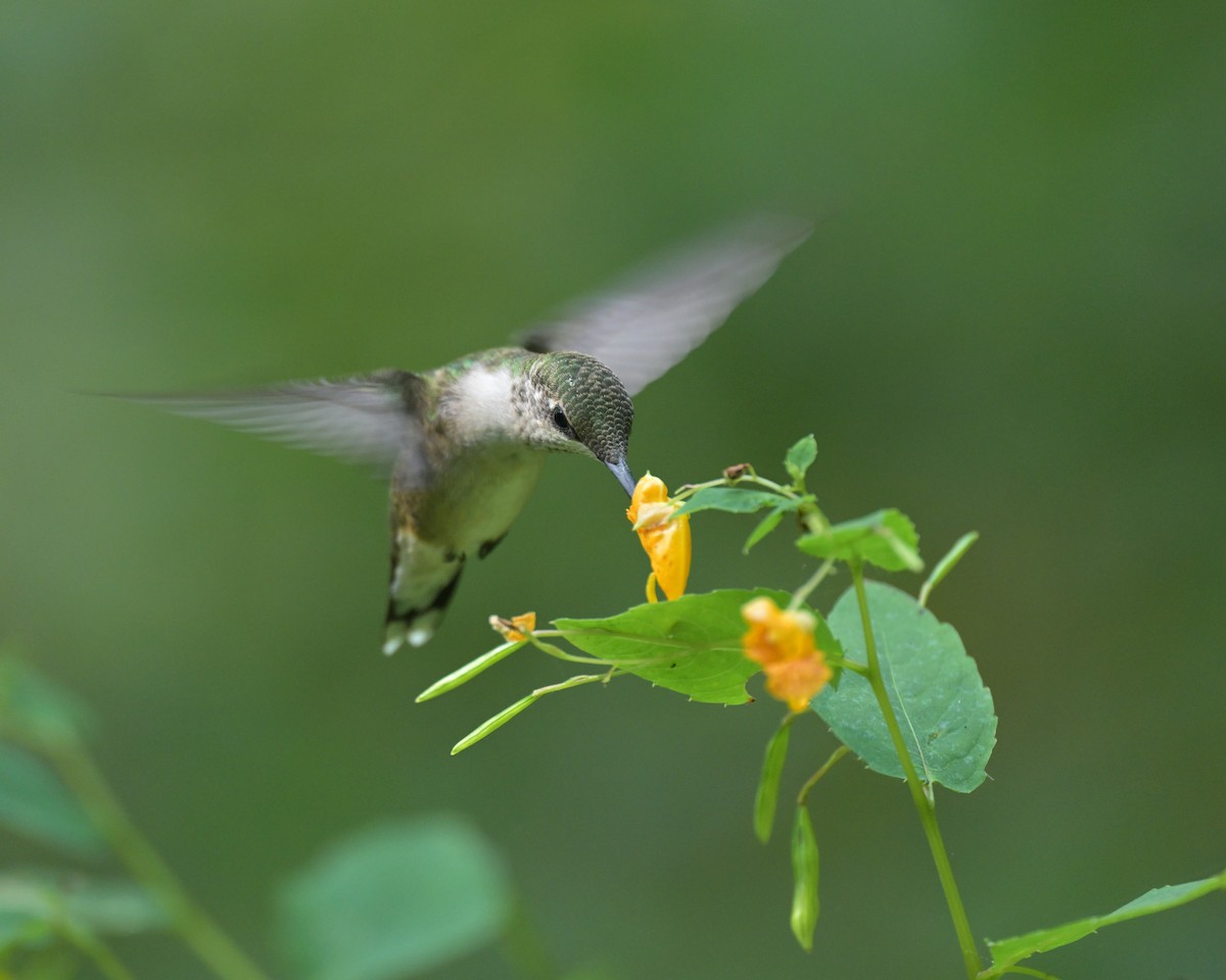 Ruby-throated Hummingbird - ML623665468