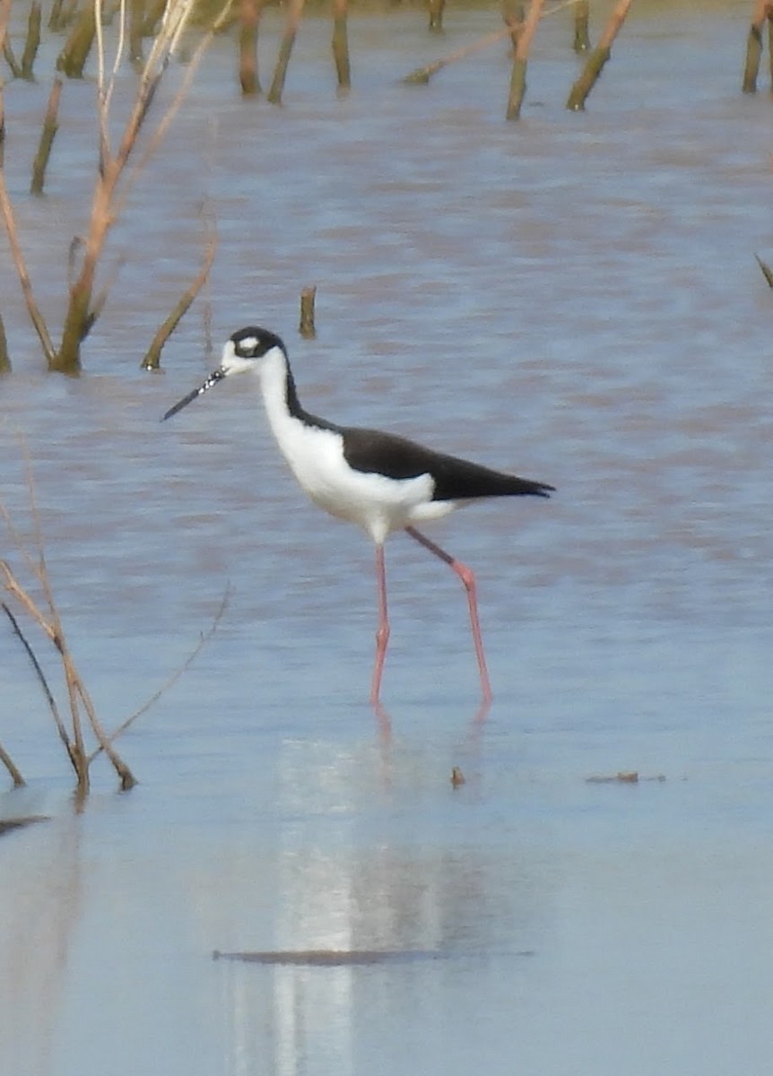 Black-necked Stilt (Black-necked) - ML623665516
