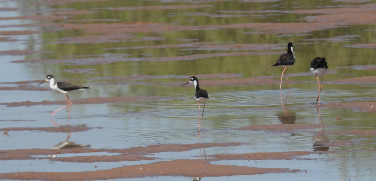 Black-necked Stilt (Black-necked) - ML623665517