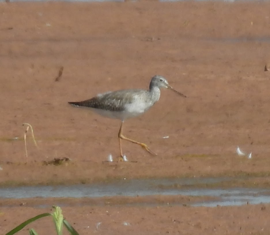 Greater Yellowlegs - ML623665559
