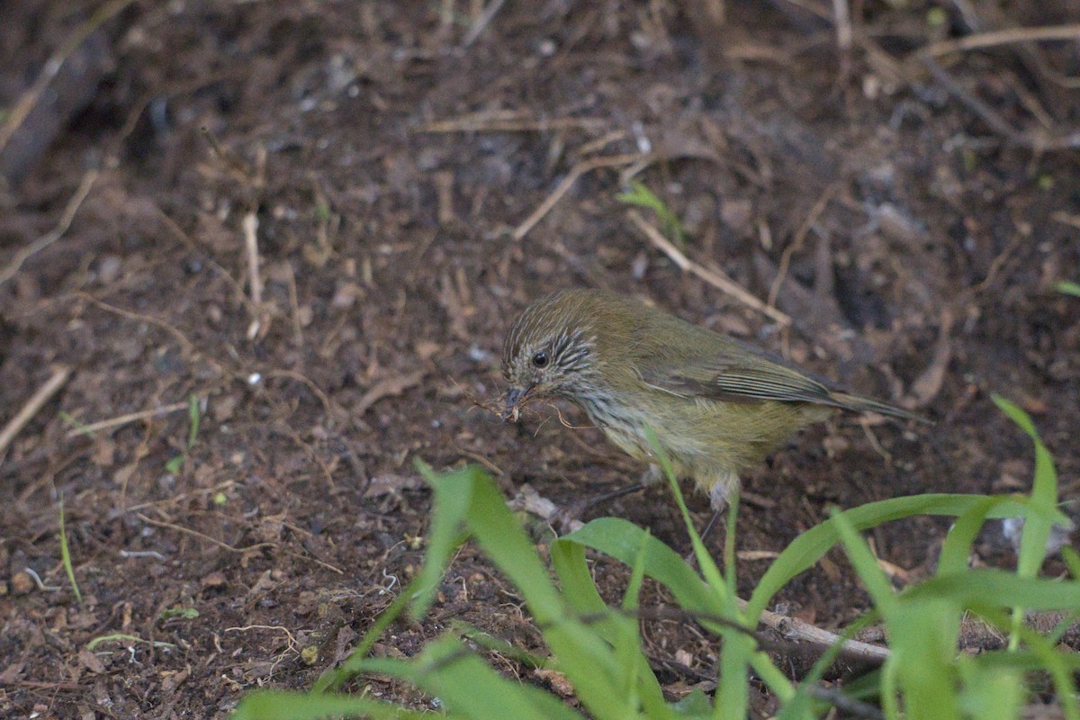 Striated Thornbill - Thomas Jaeger