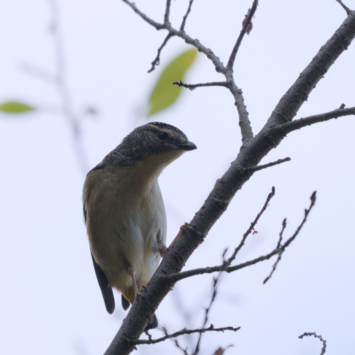 Fleckenpanthervogel - ML623665629