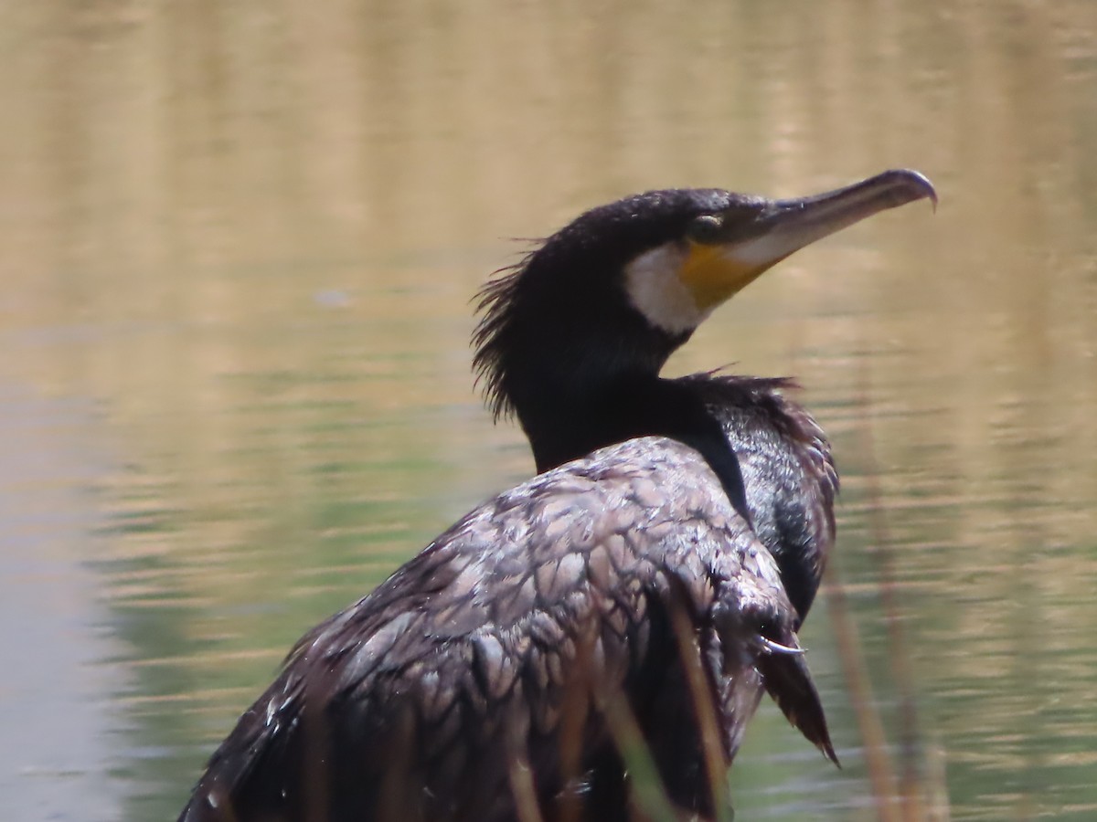 Cormorán Grande - ML623665741