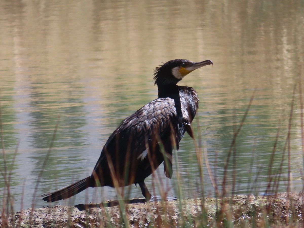 Cormorán Grande - ML623665742