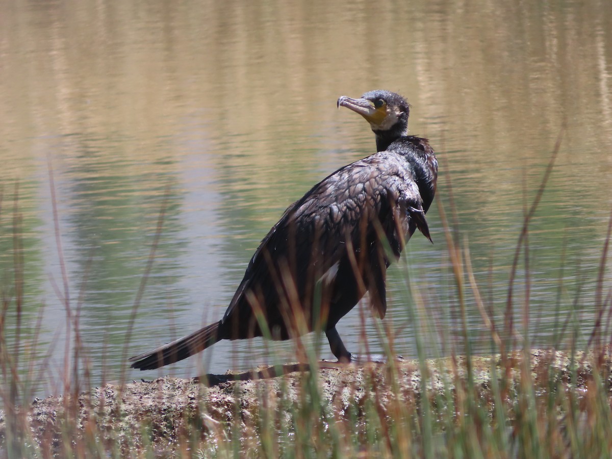 Cormorán Grande - ML623665743